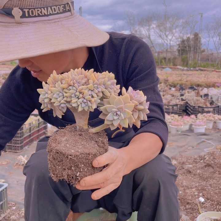 259淡雪缀化一物一拍