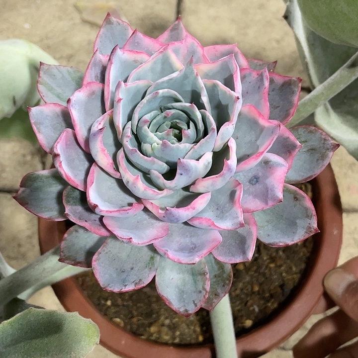阿美星锦一物一拍锦龙