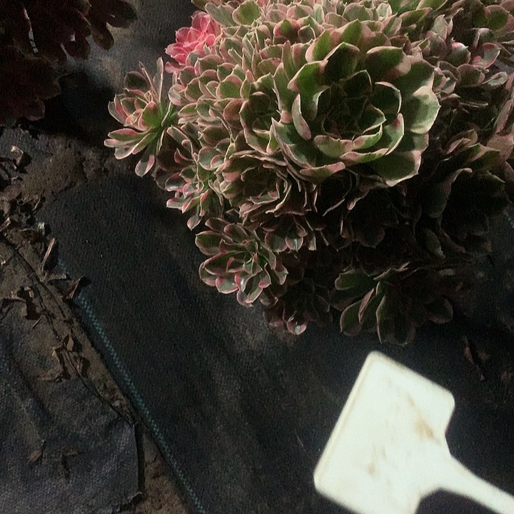 漠*寒多肉多肉多肉多肉妖月178