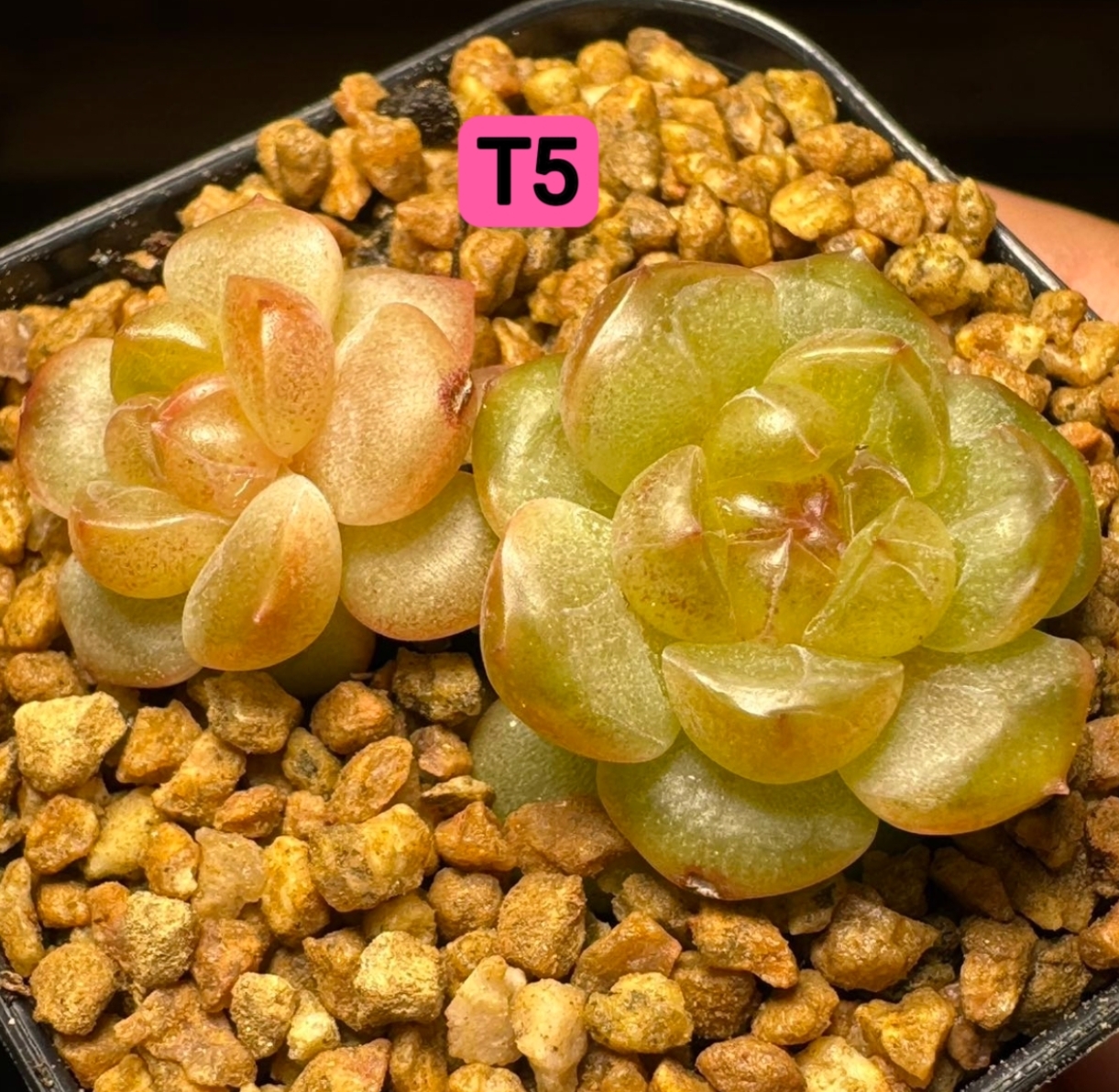 T5甜心多肉植物的