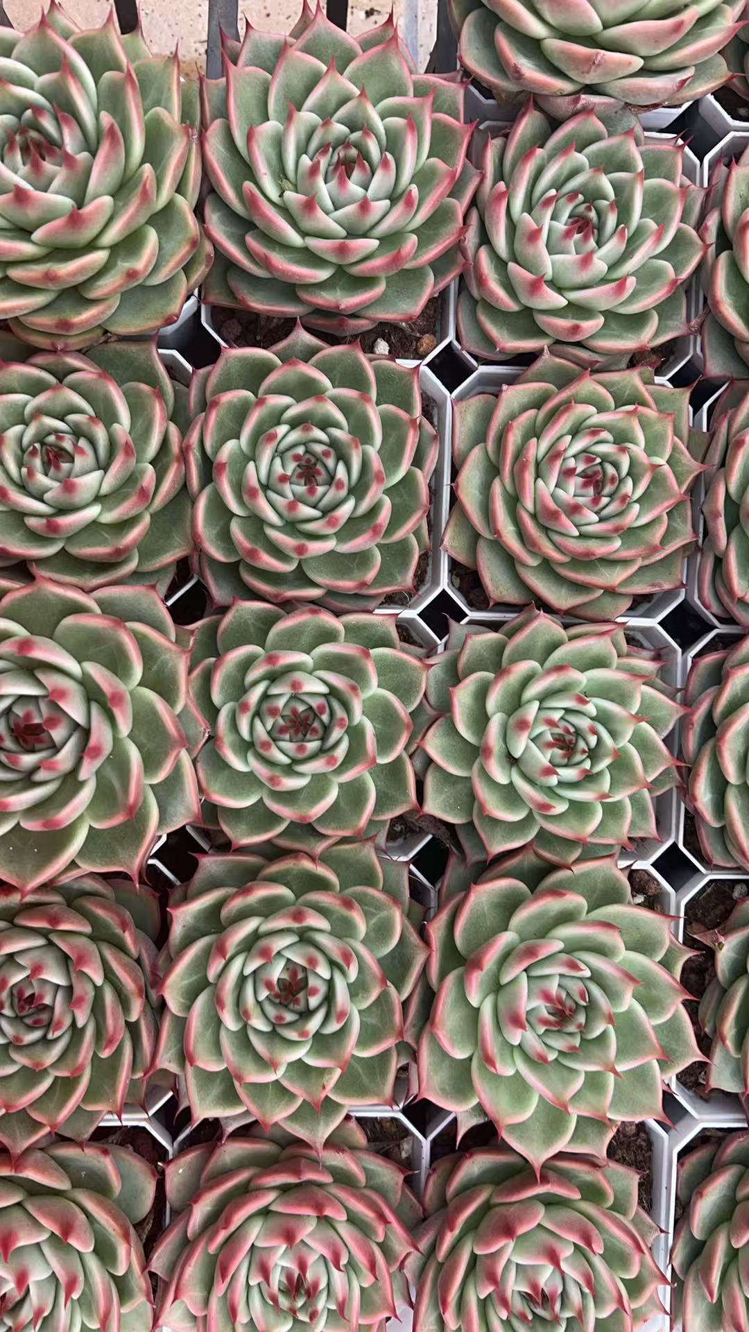 托斯卡   多肉绿植