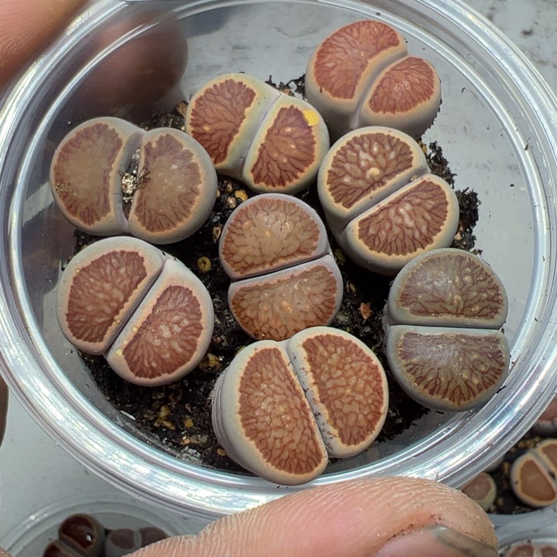 【闪购商品】 668。     