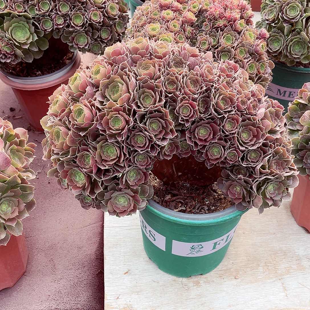 法师多肉植物f s