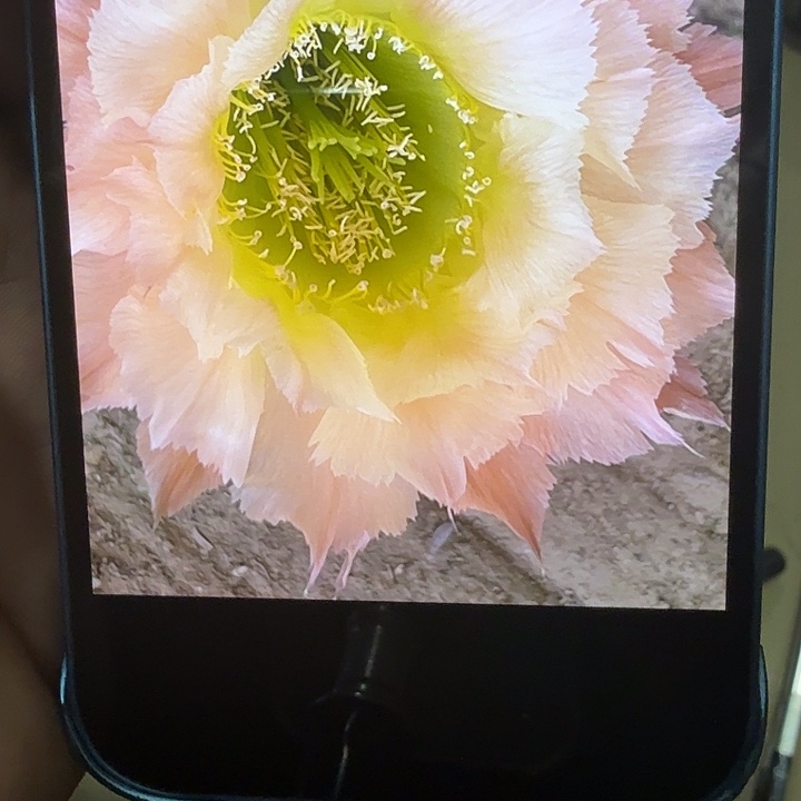 仙人球丽花彩草G4126