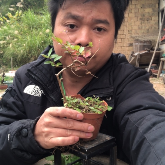 无花朵盆景盆栽（不退不换不包成活率）