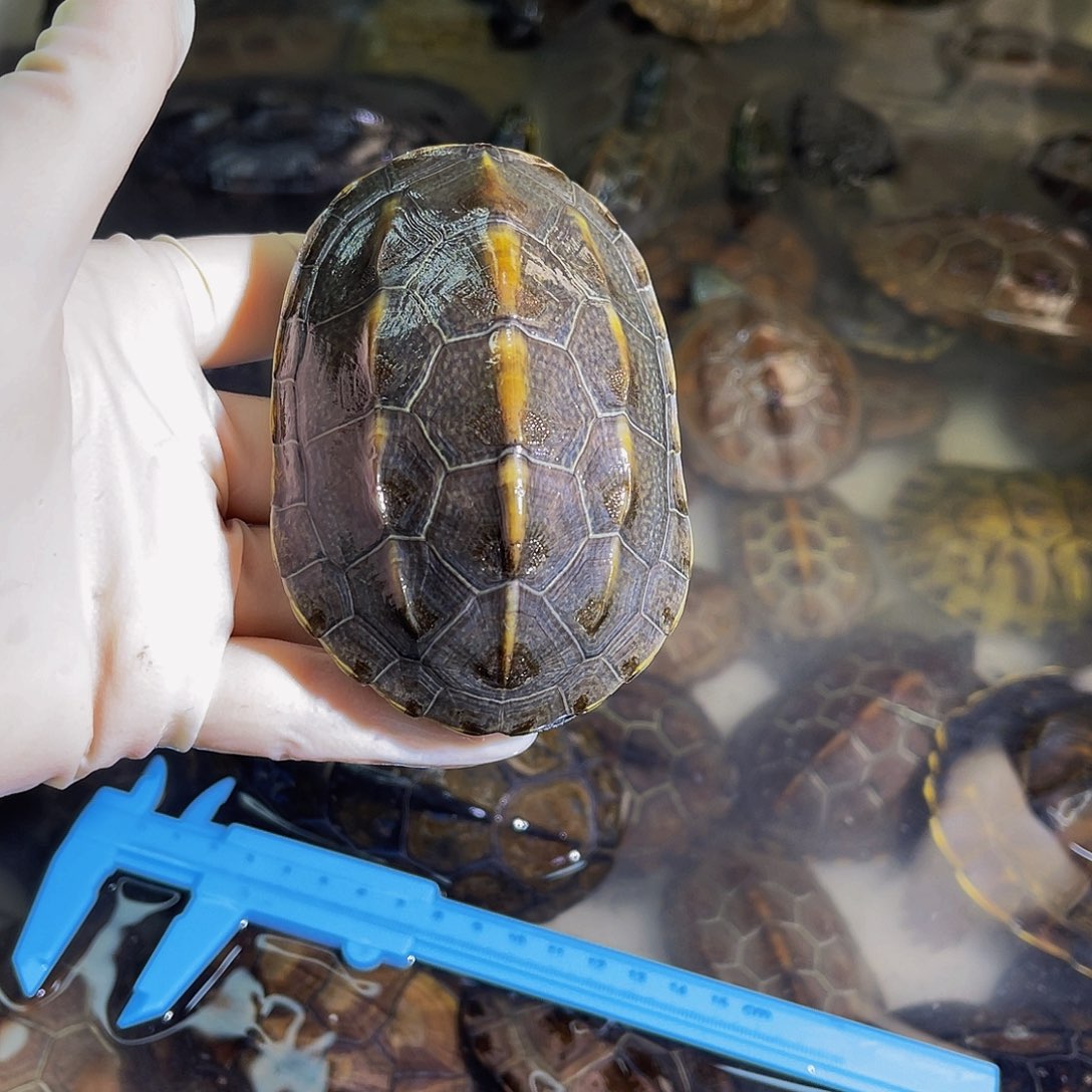 悠***心中华草龟公母搭配