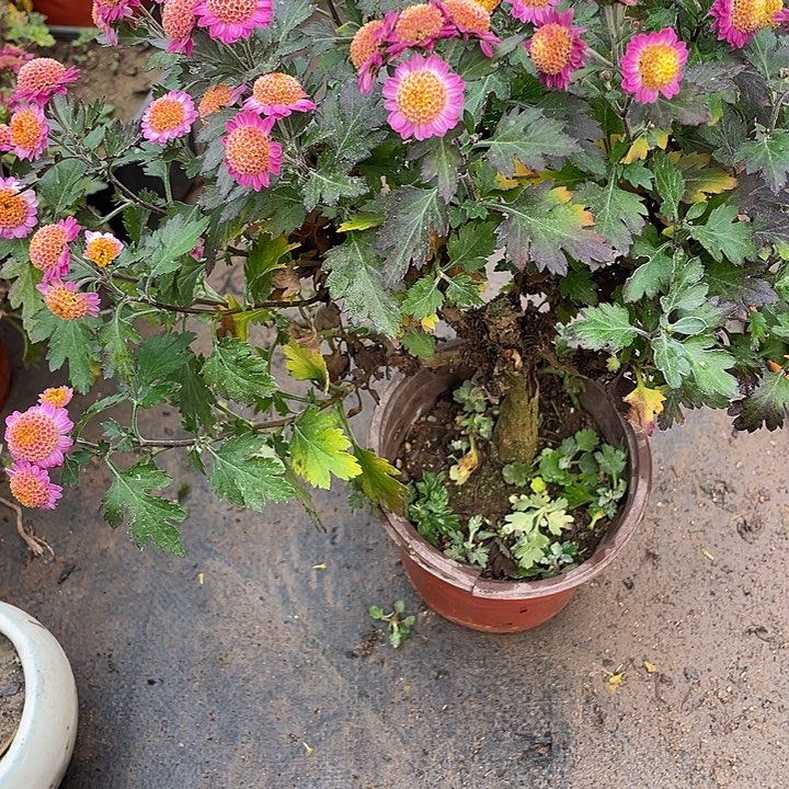 袁***飞58菊花菊花菊花菊花