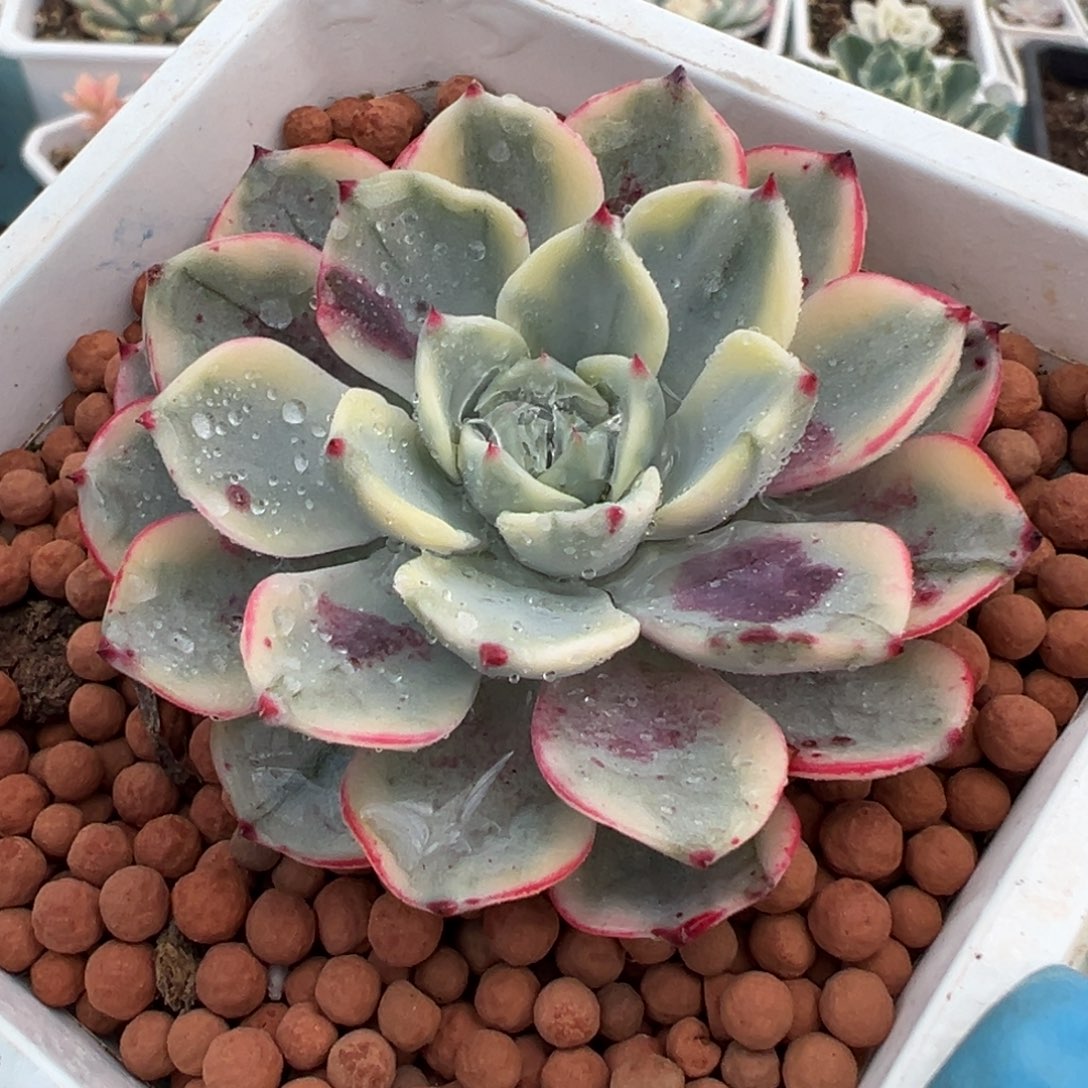 娜娜小勾锦，覆轮锦