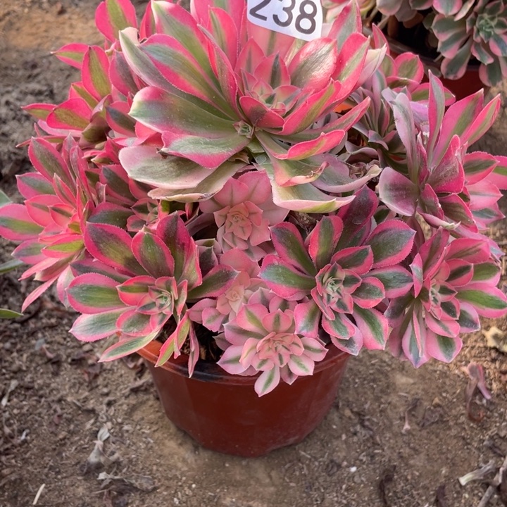 无花朵238粉女巫多肉植物