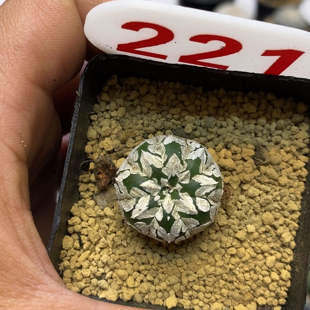 221福利特价咯特价咯