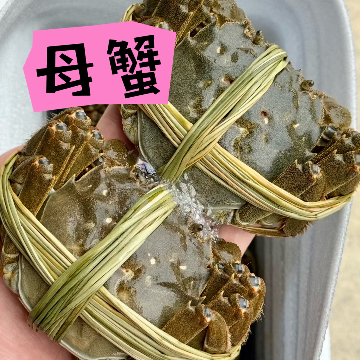 硬黄母蟹1只35母（3.5-3.2两/只）活蟹 江苏蟹武汉小时达