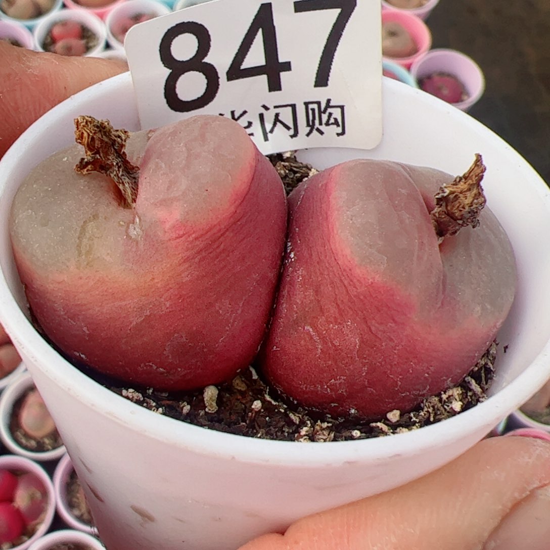 尹*.我很喜欢这个A847