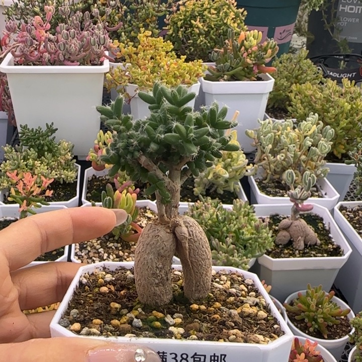 纪***฿643-姬红小松植物