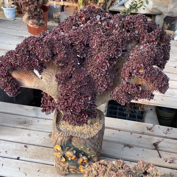 法师老桩缀化欧紫