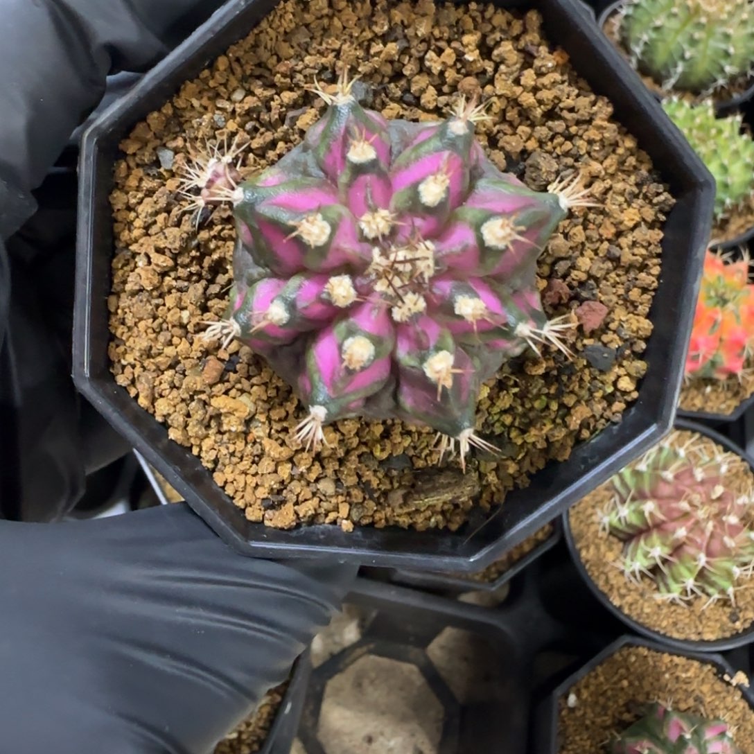 实生海神带盆土发货