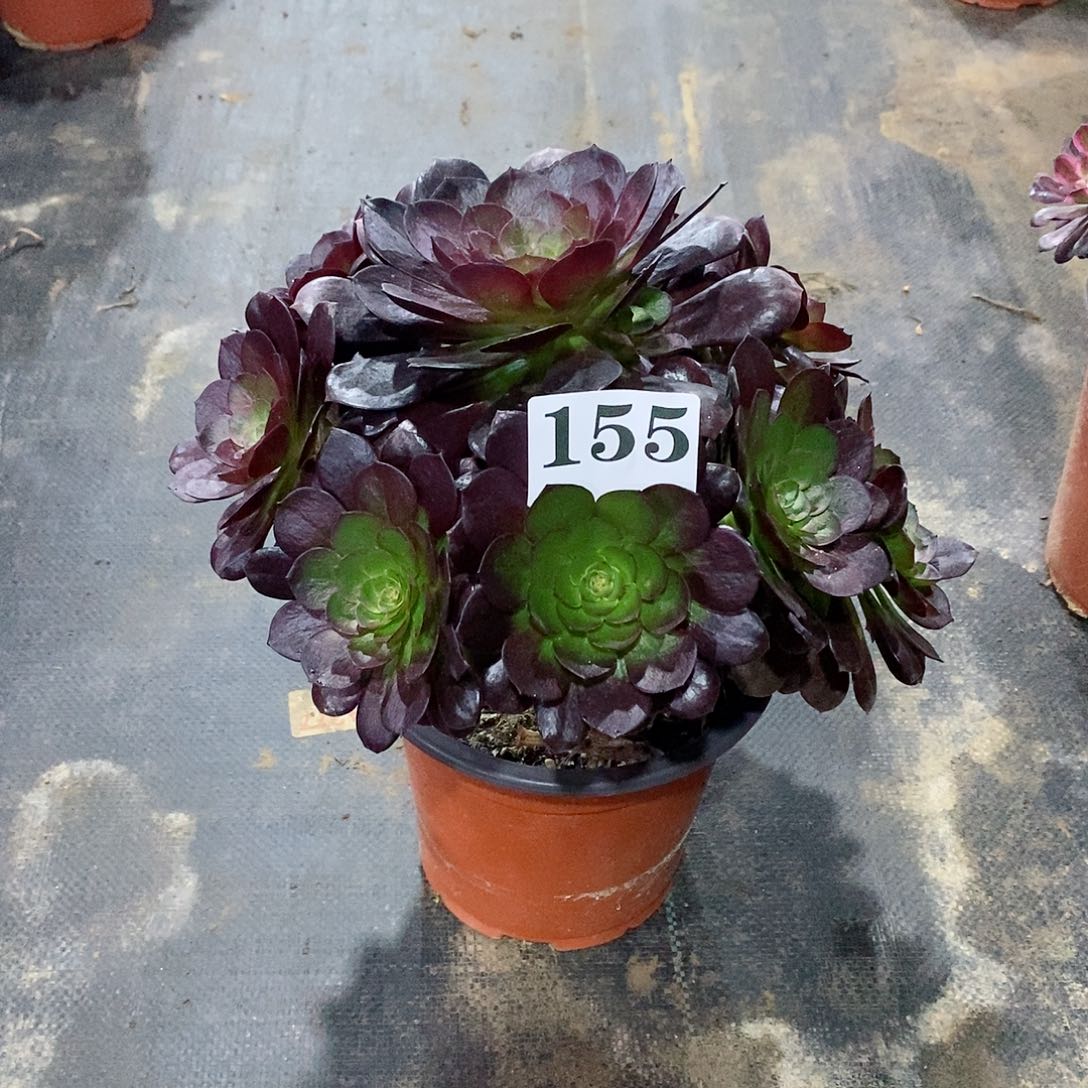 湘**婆赤焰莲155多肉法师