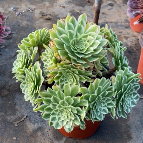 碧浪多肉植物020