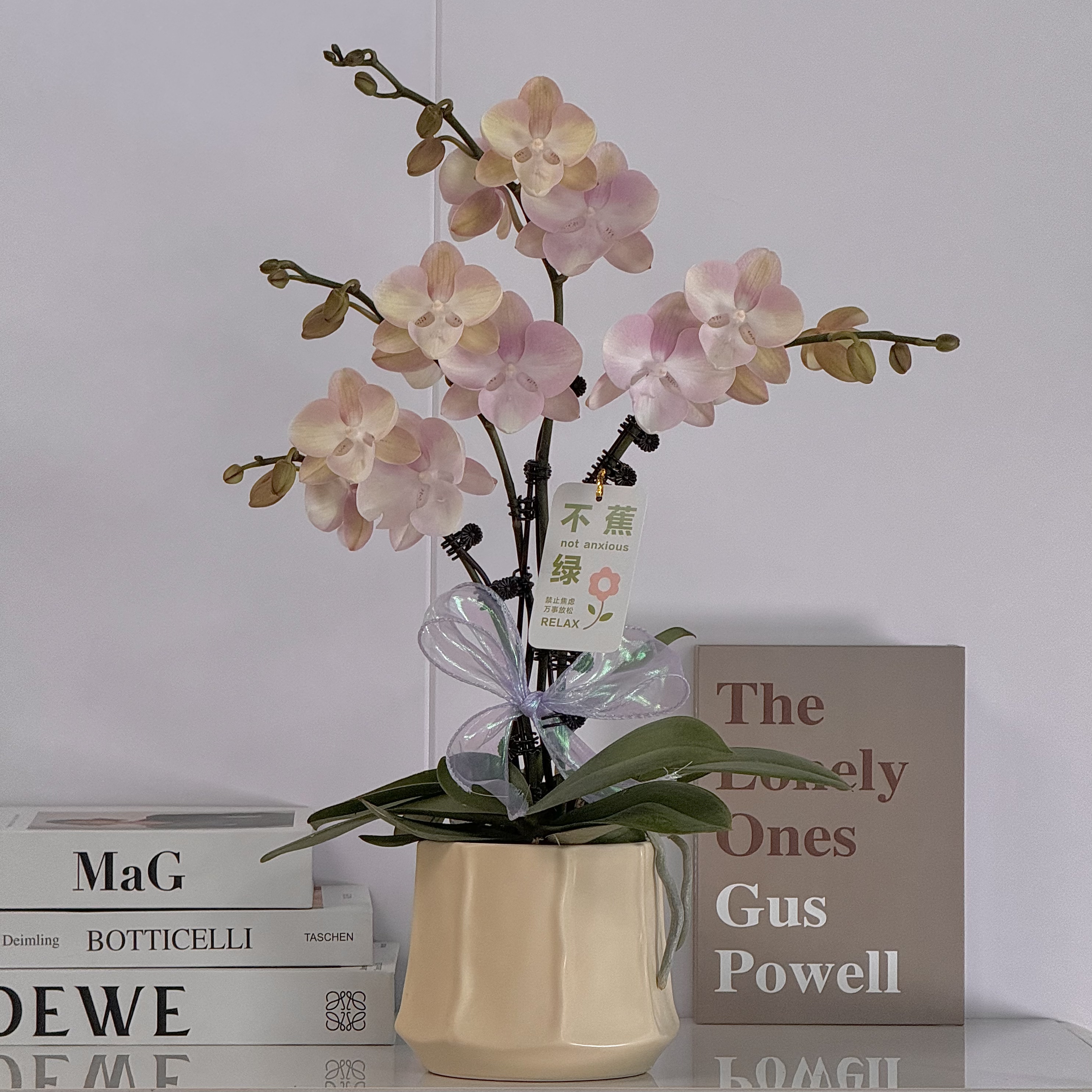 蝴蝶兰《威尼斯》欧品进口爆款4年老庄苗基地直发室内带花带花苞2-4