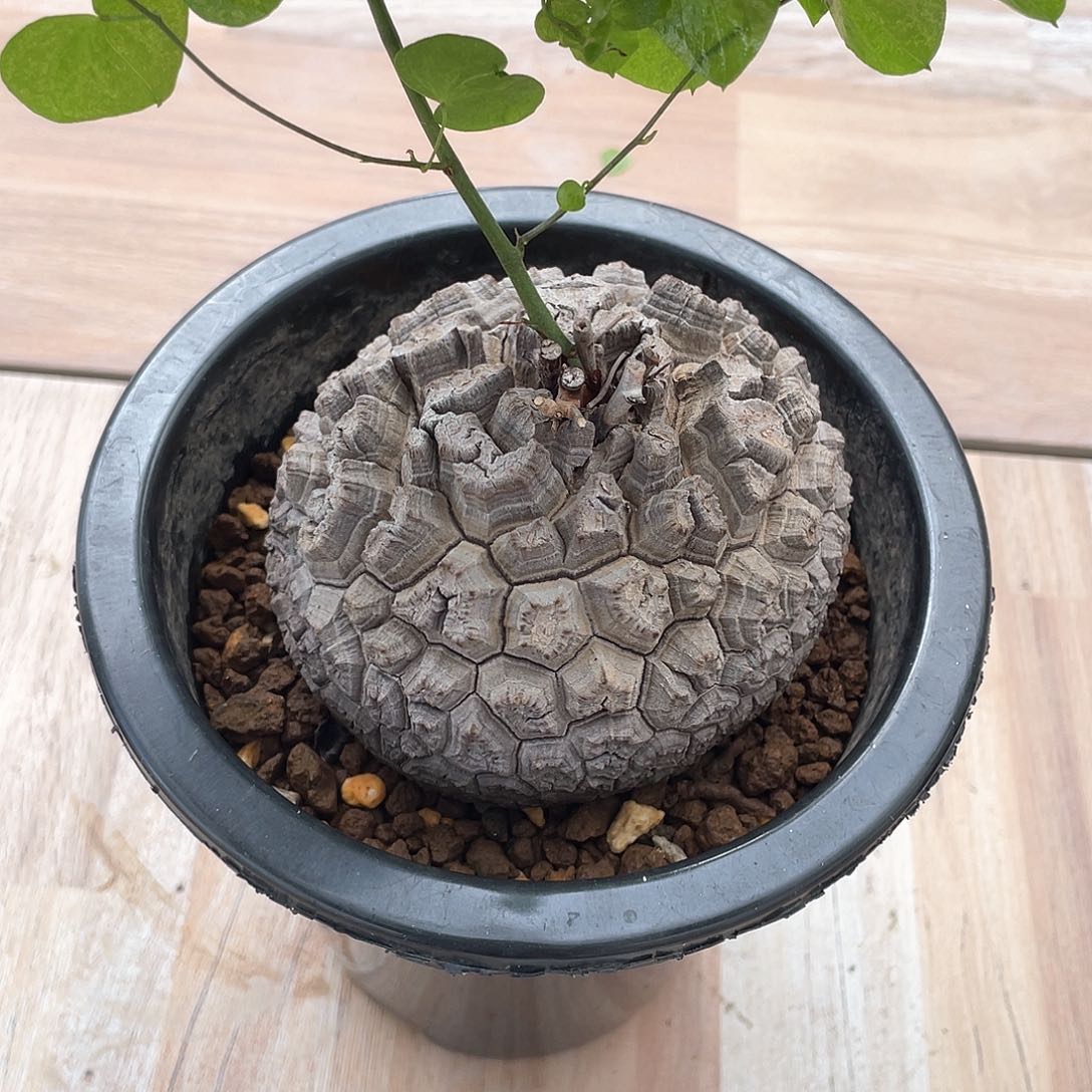 3号日系米剑甲龟9.7公分微瑕