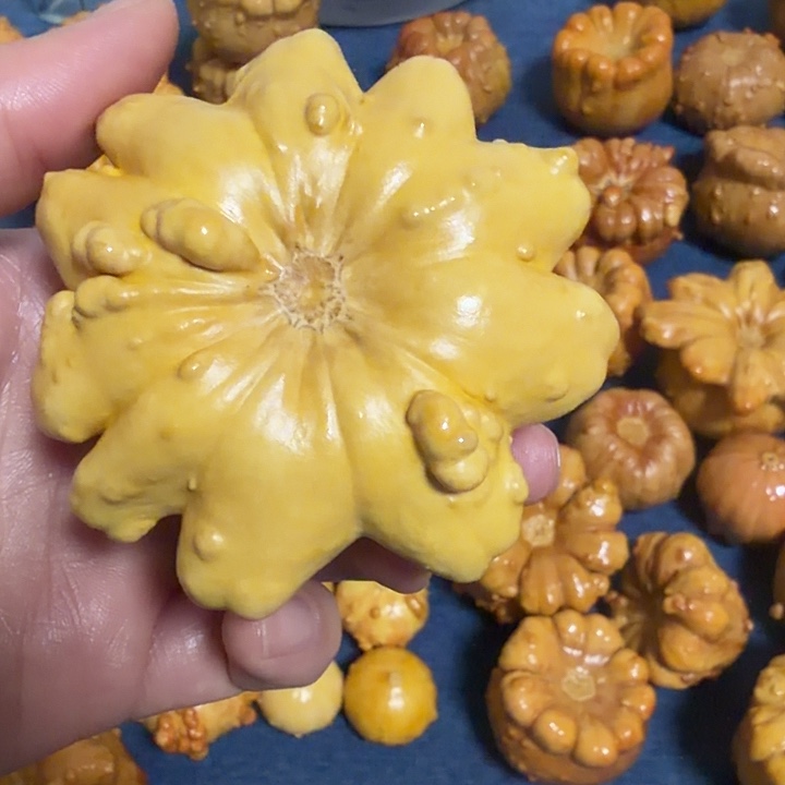 *****墨西哥七彩疙瘩葫芦瑕疵不退货