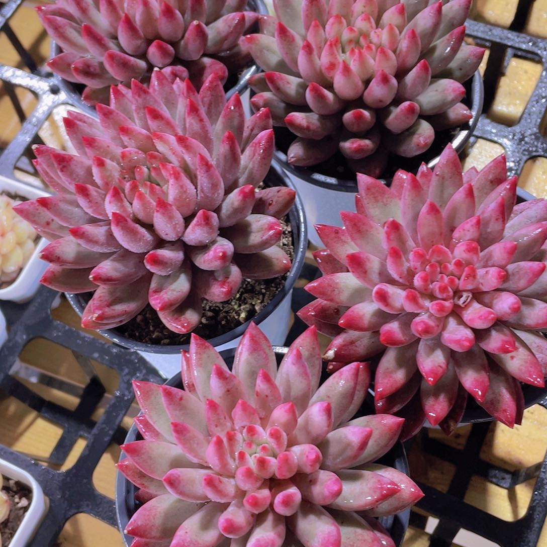 1108号 精品虞美人单头一个