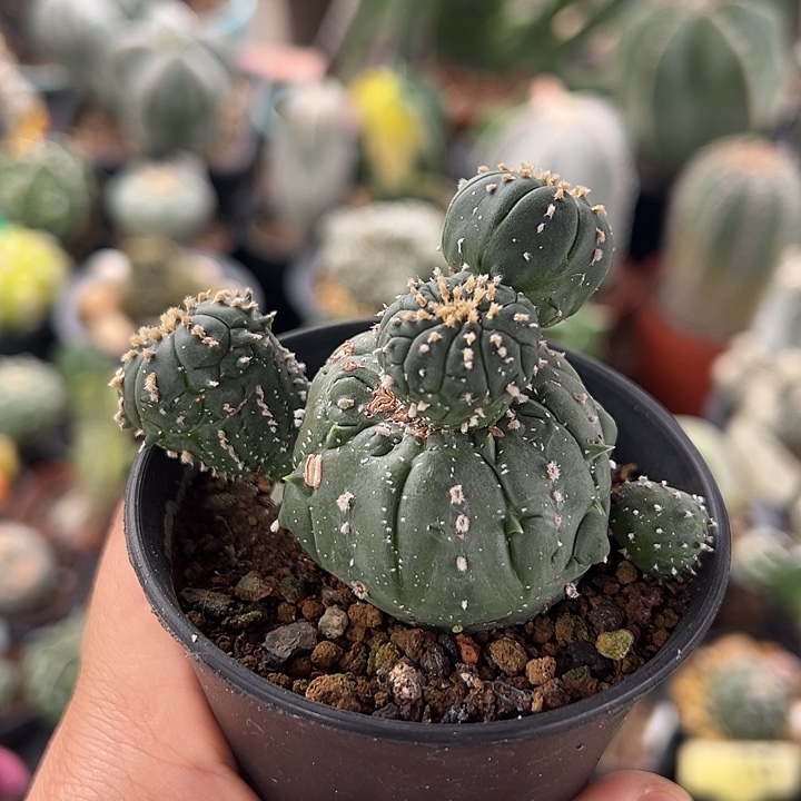 无花朵曲突徙薪有早洗哇有早洗哇真有用