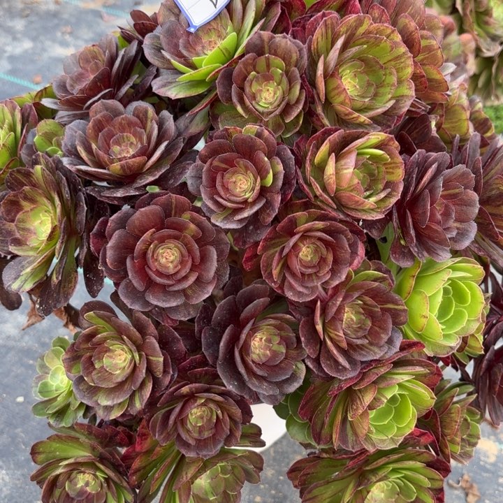 花月夜有砍母本多肉断枝不包23