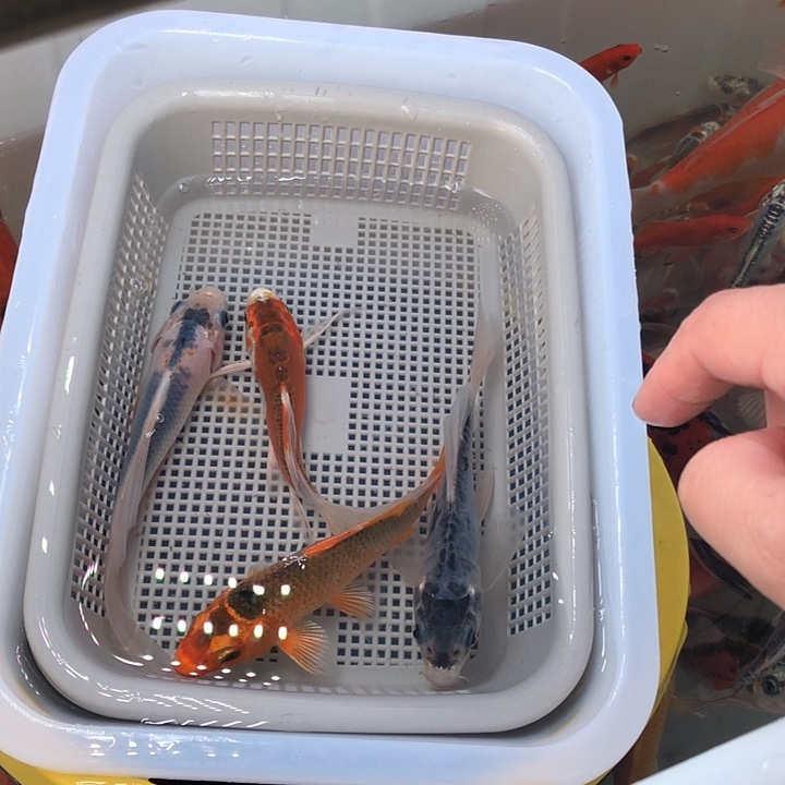 锦鲤000000000000000