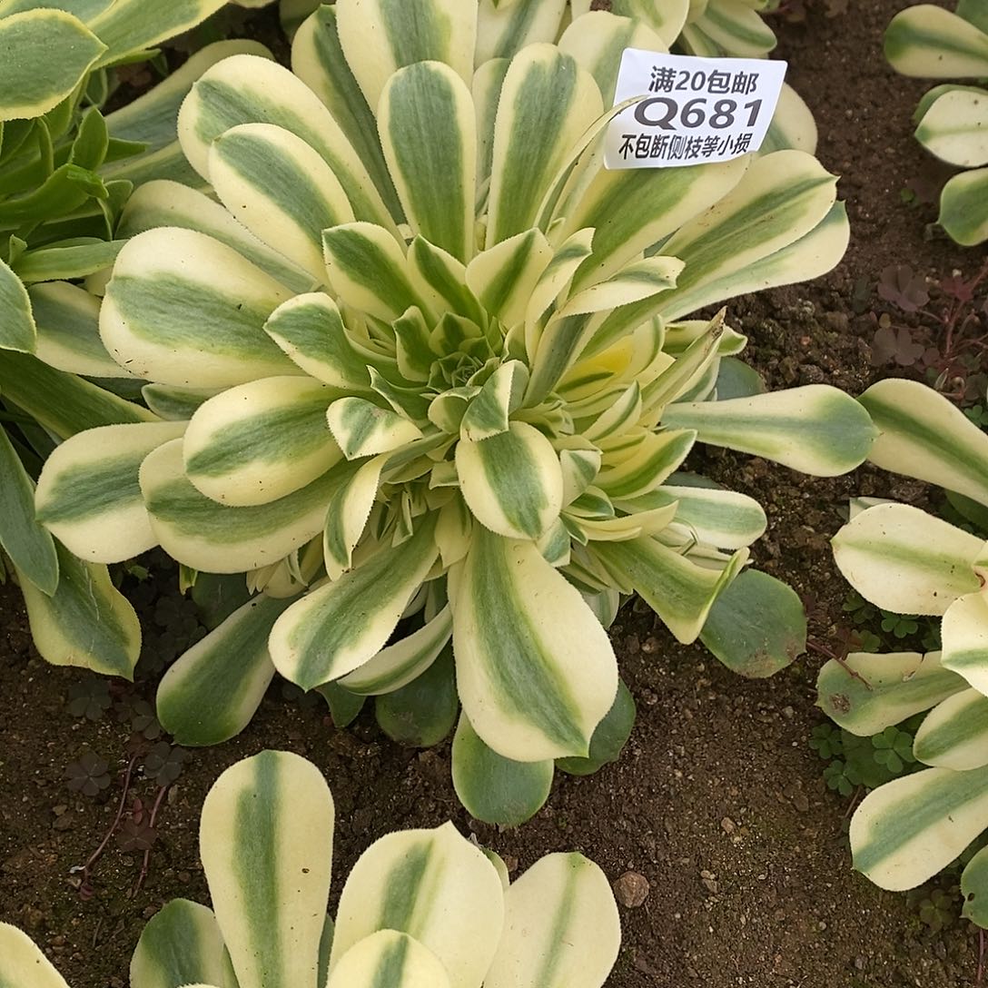 681辛尼亚多肉法师锦多肉