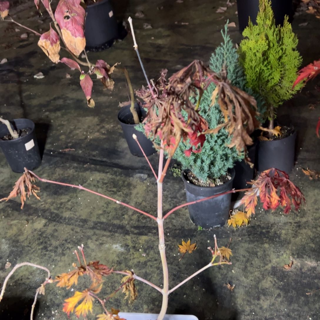 不开花植物61金隐