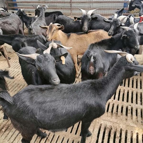 农户正宗散养土黑山羊原生态新鲜现宰现杀整斤发出