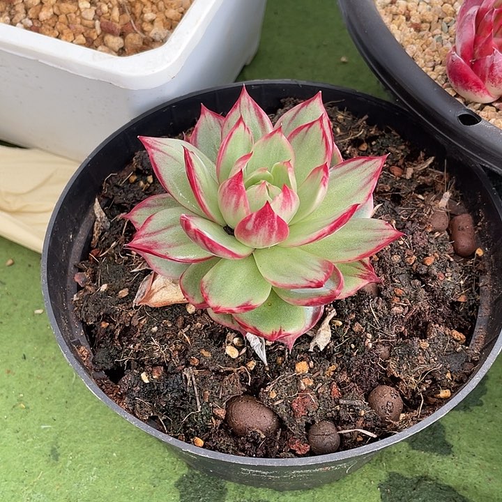 惊鸿仙子多肉植物6803