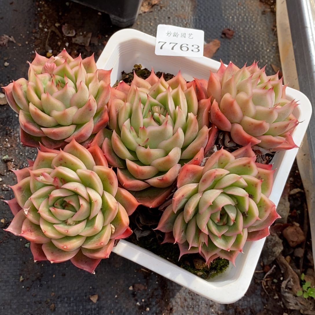 7763杂交多肉老桩基地