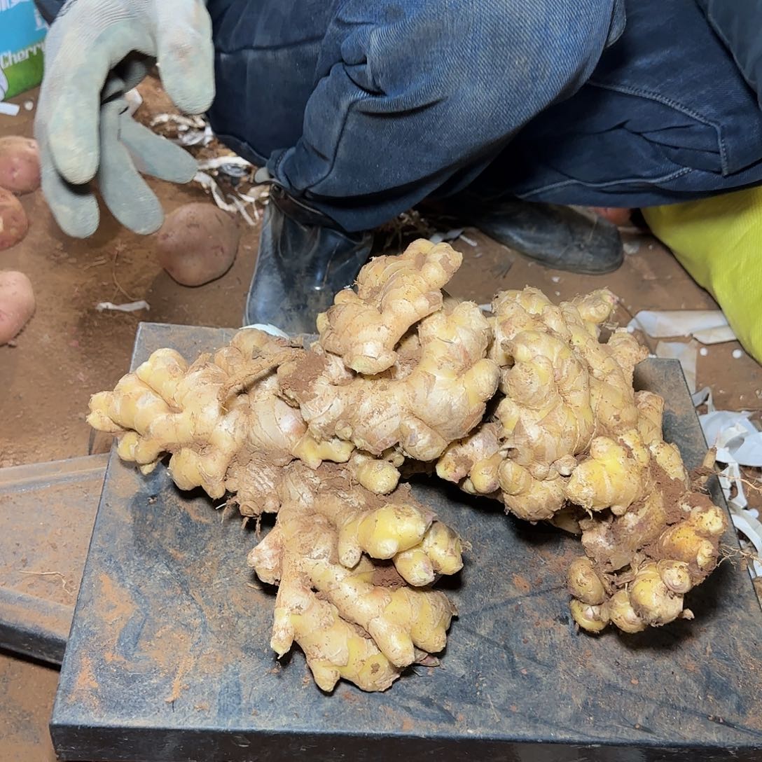 地栽生姜多肉5斤多肉