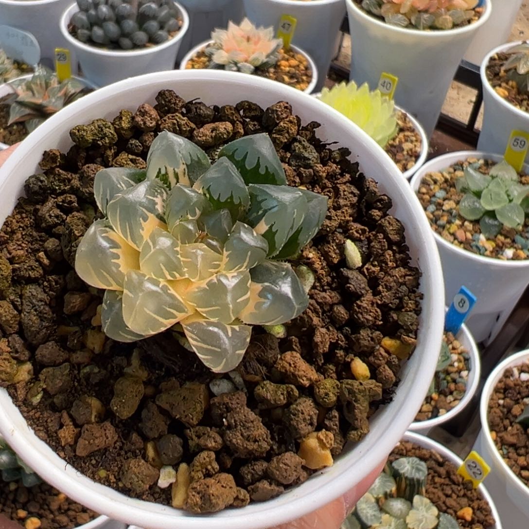 黄***笑水中月玉露锦11111111