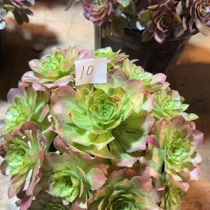 无花朵010特价韶华无售后