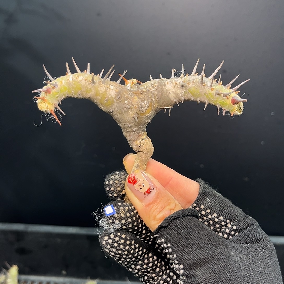 刺月界Zzzzzzzzzzzz