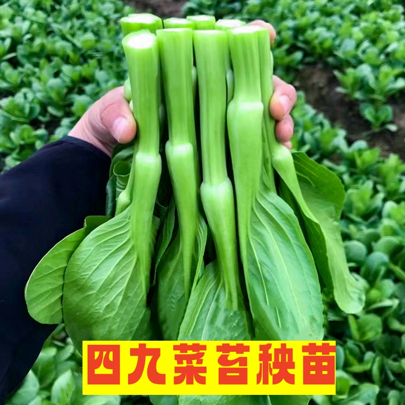 菜心苗菜苔苗四九菜心秧苗幼苗红菜苔苗茼蒿苗生菜苗莴笋苗苦菊苗