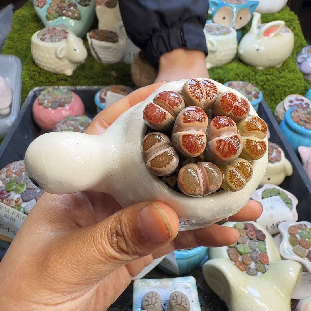 多肉植物福利冲554