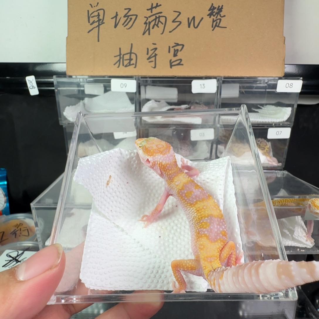 珠宝守宫白黄川普妹妹
