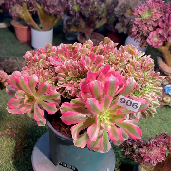 糖果女巫法师锦缀化有伤906