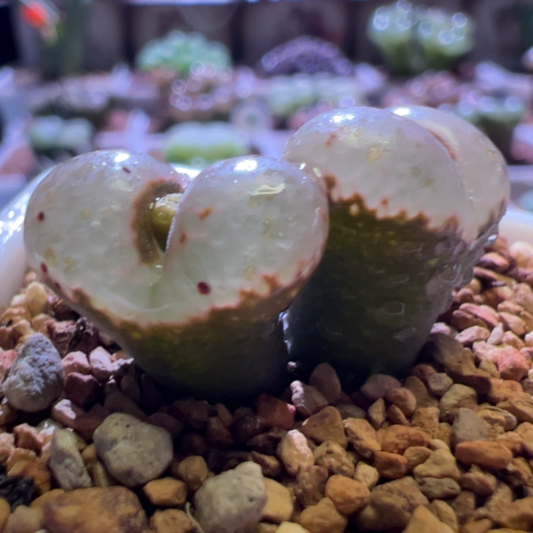 0513，韩系黑体白全窗勋，肉锥植物