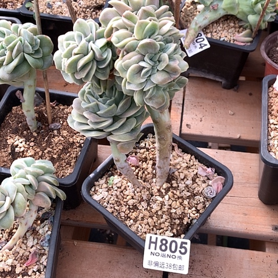 可爱玫瑰缀化805 亏本处理退款拉黑7-8天发货