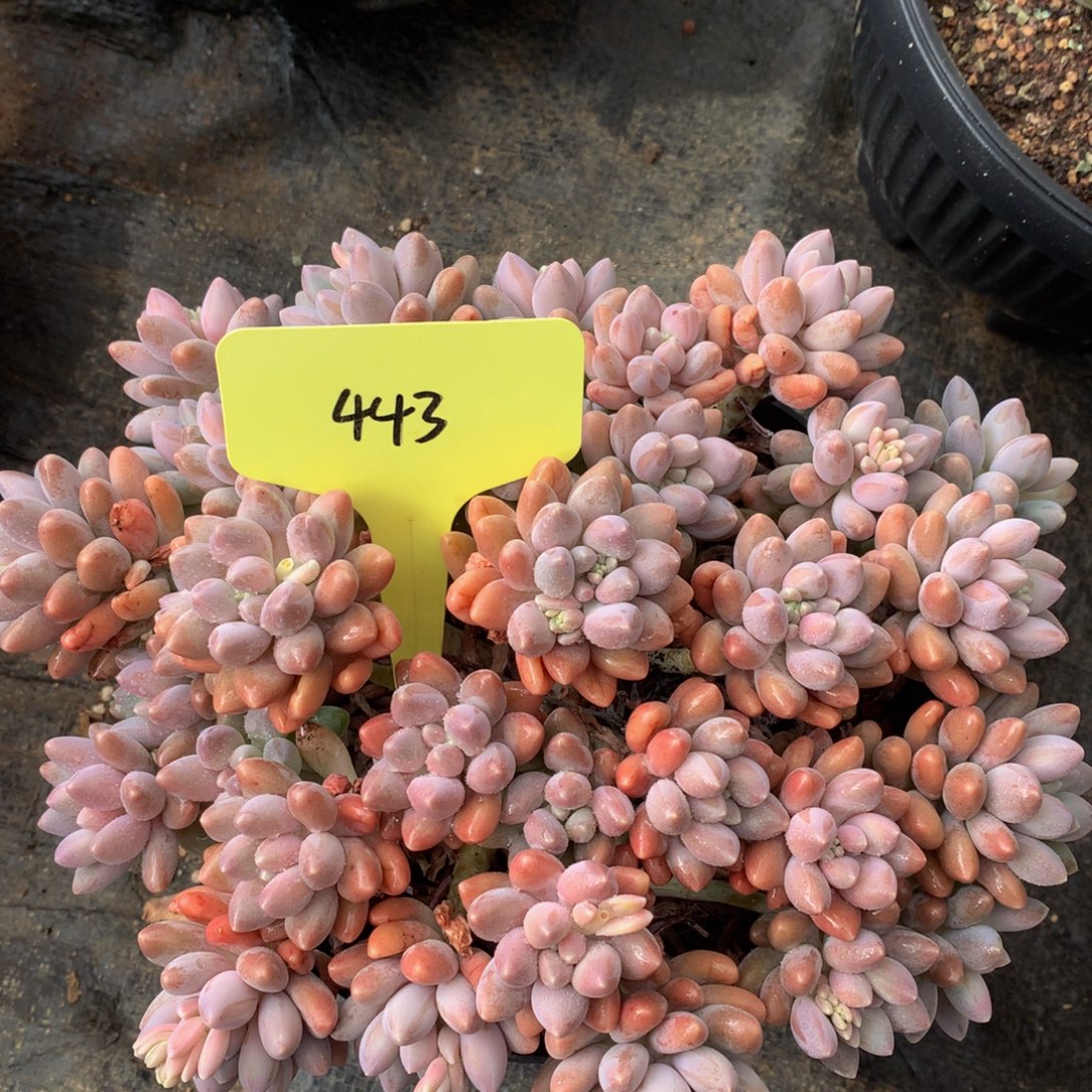 星黛露7277272727272727