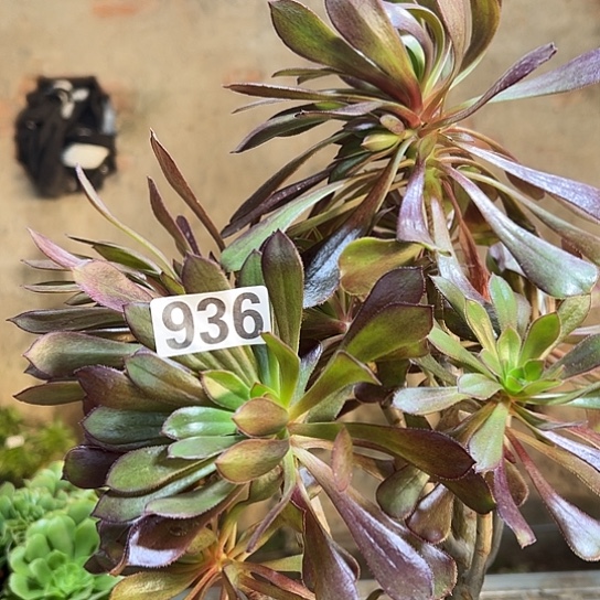 呲****多肉植物一个妖936