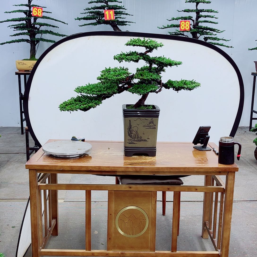 无花朵直播间一物一拍