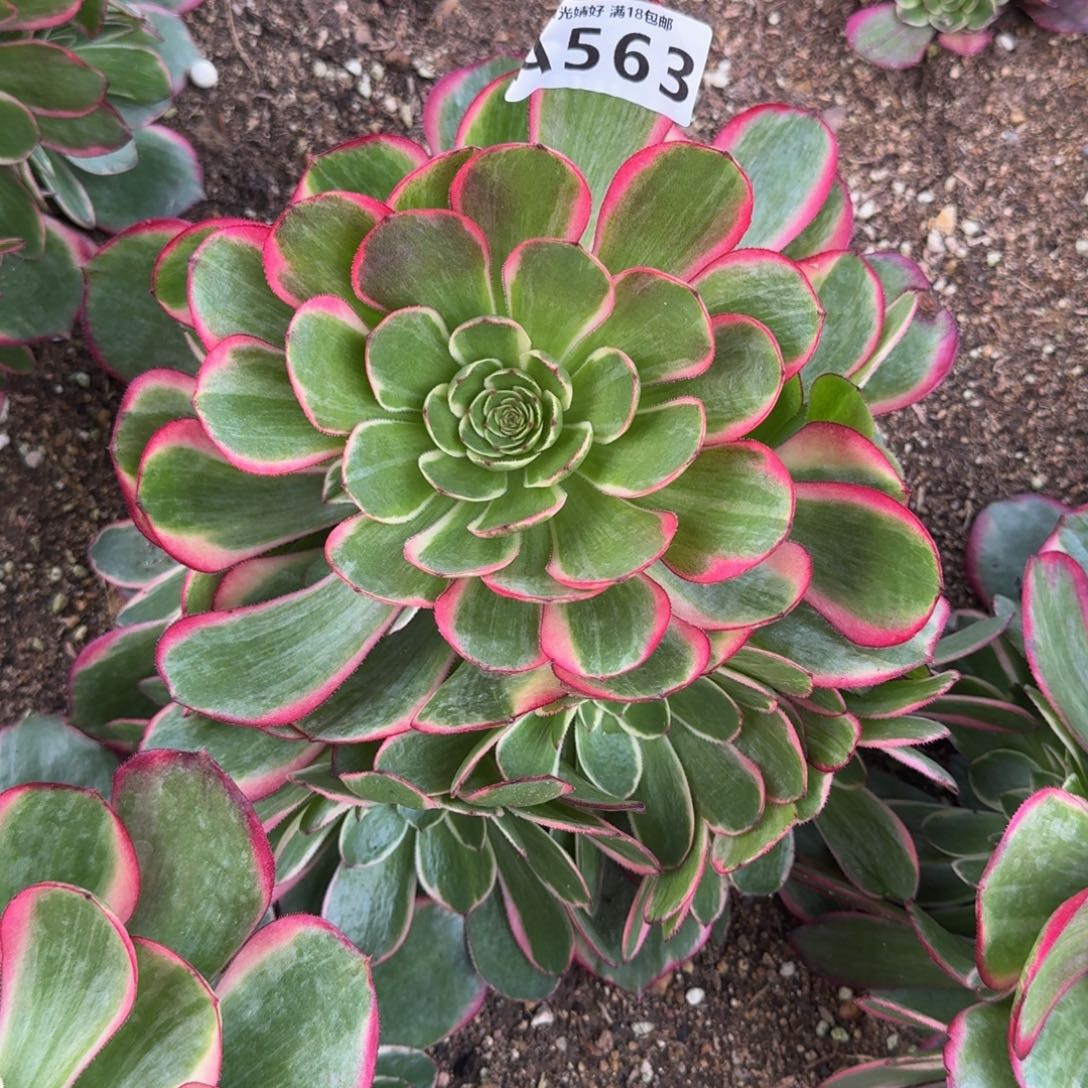 563粉花妖多肉植物