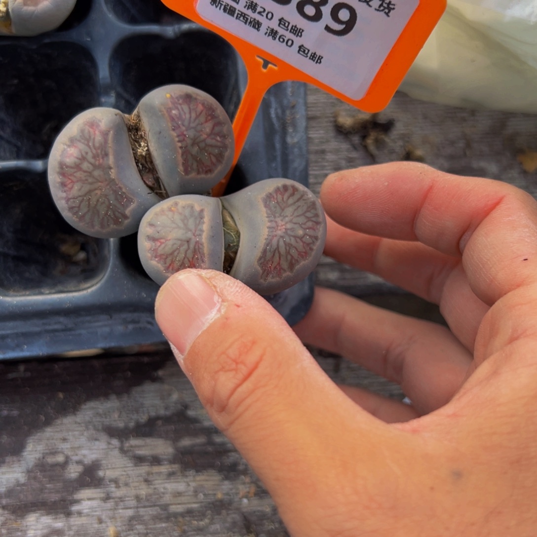 石***派389 一物一拍，默认有伤，介意勿拍，不退不换