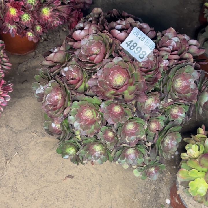 4898南万圣节多肉植物