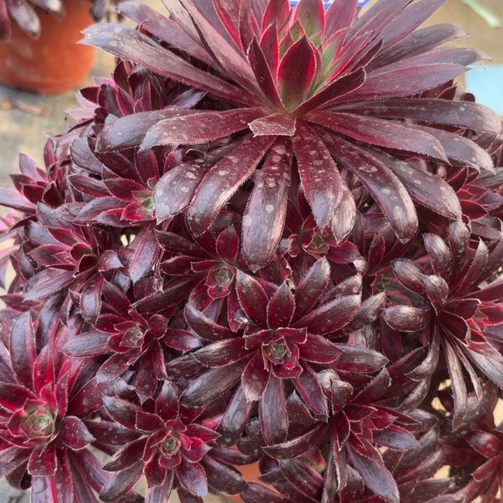 孔雀多肉断枝不包37